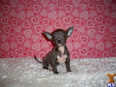 Chihuahua Puppies for Sale